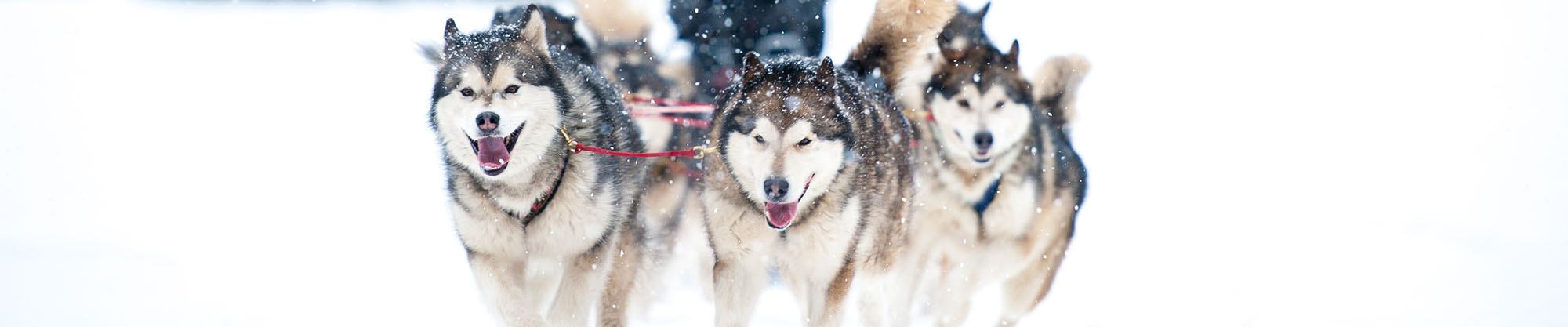  distributeur Husky